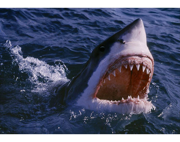 Shark attack in Egypt : tiger shark killed a Russian man in the Red Sea - bsb