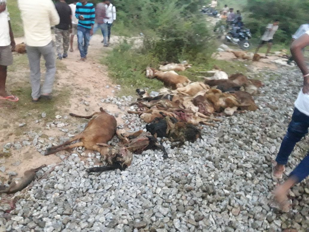 39 Sheep killed in Bus Accident in Koppal