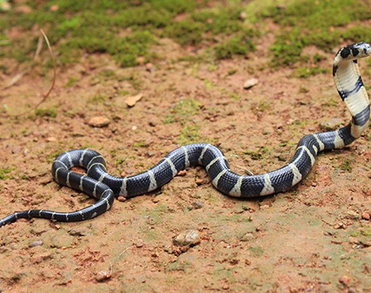 king cobra rescued By Snake Surya keerthi   in kodagu snr