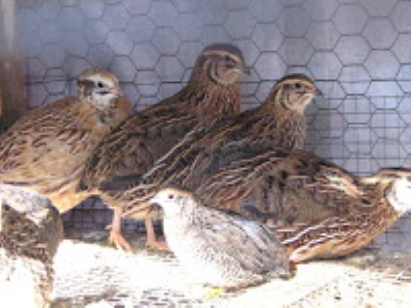 Japanese quail farming is a whole parade ...