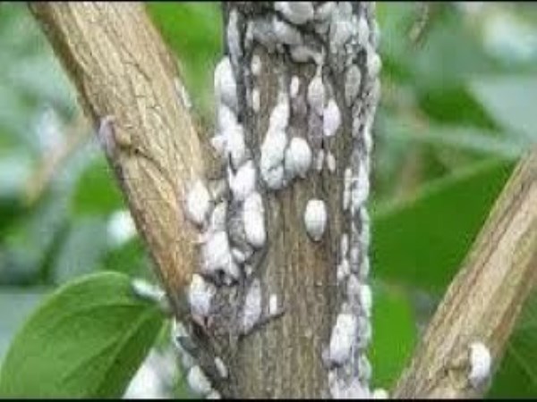 Use such methods and save crops from insect attack ...