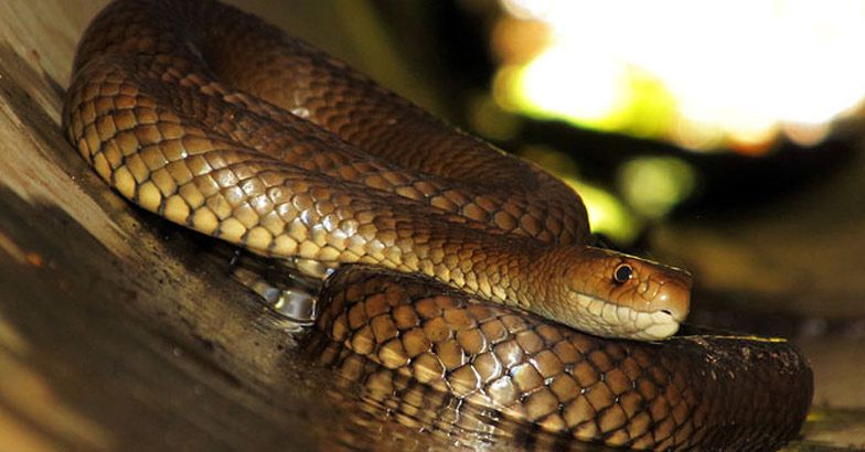 Snake chased by security guard bites 14-year-old girl in Bengaluru