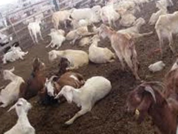 How to choose goats for goat farming