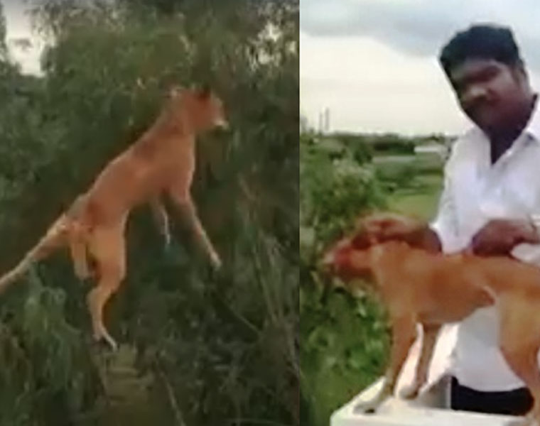 cruelty towards animals- Viral Video