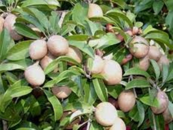 sapota cultivation of drought tolerance ...