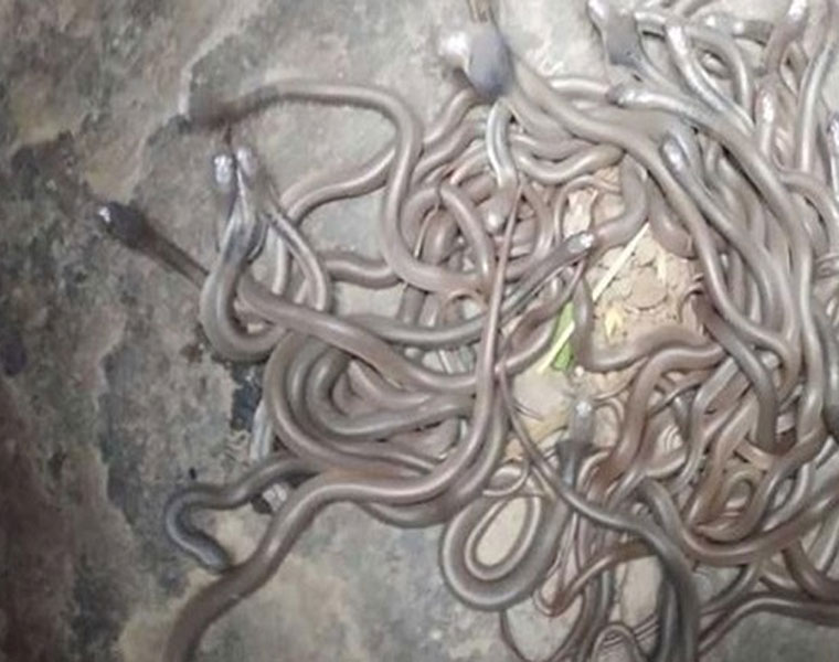 More Than 100 Baby Cobras Found in Labourers House in Odisha