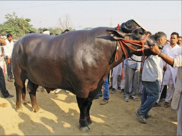 This type of buffalo in India is always top ...