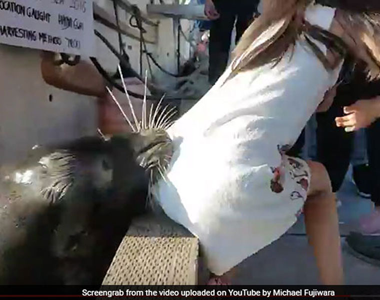 Sea lion drags girl into Steveston waters