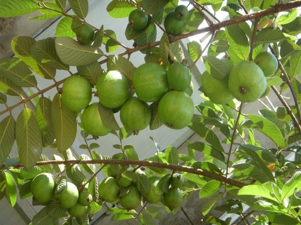 Fertilizer to be done in Guava cultivation nut management ...