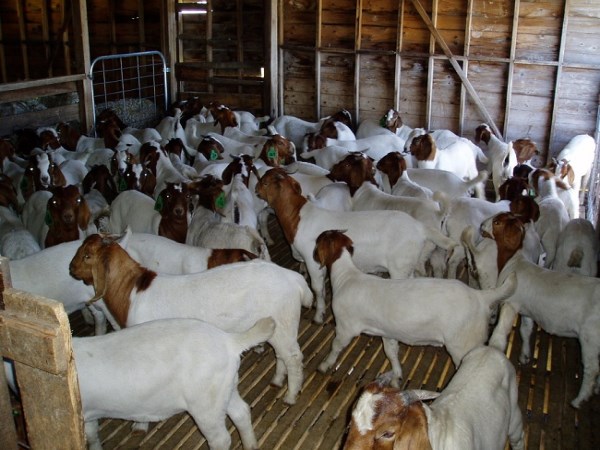 What is the need to give dry feed to goats?