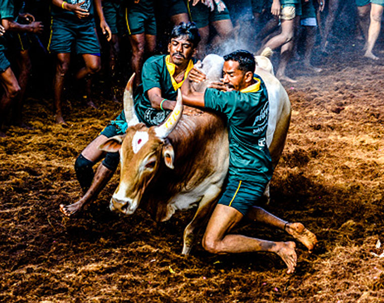 Jallikattu Player 2 lakh Insurance