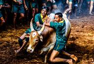 Tamil Nadu Jallikattu world record bull taming sport death injuries