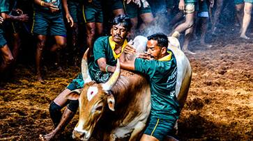 Tamil Nadu Jallikattu world record bull taming sport death injuries