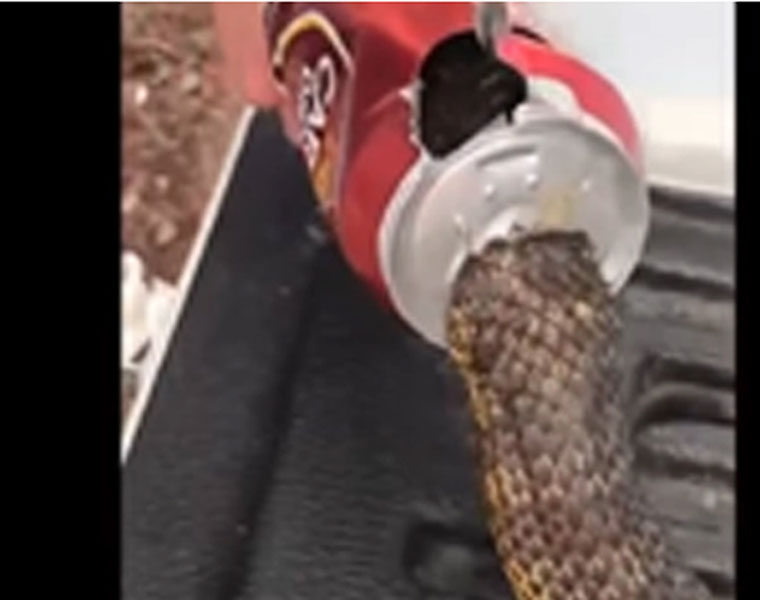 Saving a Tiger snake stuck in a beer can