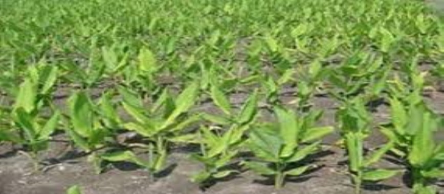 yellow in-the-cultivation-of-cassava-additional-revenue