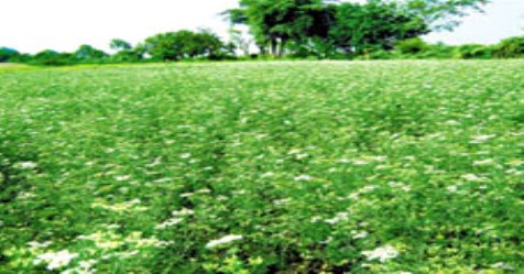 Coriander cultivation will get 30 thousand rupees in 45 days