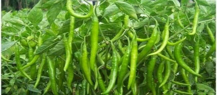 chilli cultivation---a-gadget-until-the-problems-of-the