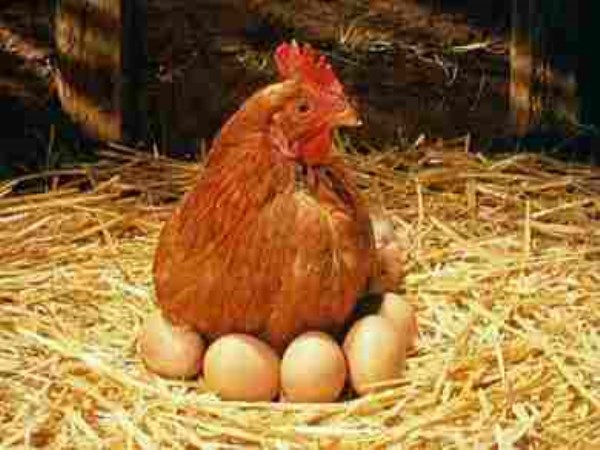 What are the ways to grow egg chickens? Read this to read ...