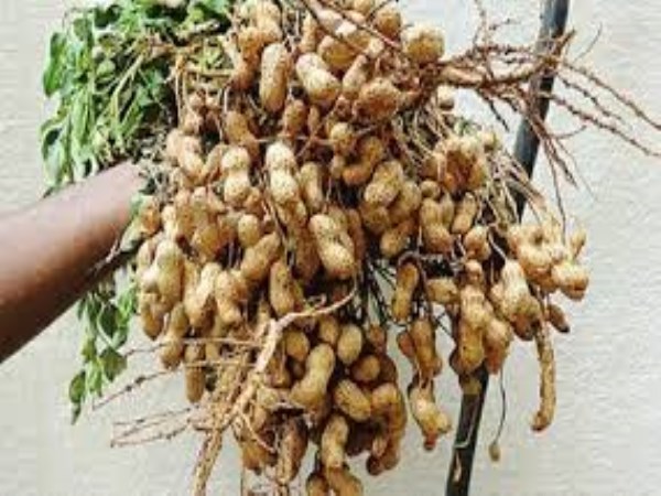 Super Tips Incredible yield in groundnut is enough to do this ...