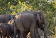 Elephants attack tourist vehicle Jim Corbett National Park Uttarakhand