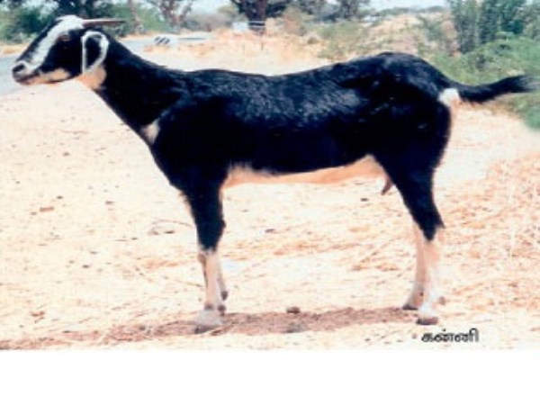 These are the specially made goat breeds in Tamil Nadu.