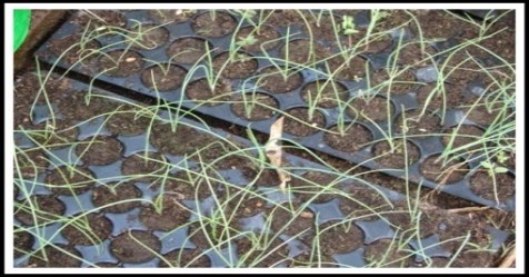 how to-make-onion-seedlings-some-ways-to-choose-and-mai