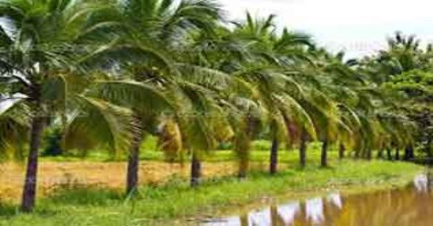 These methods can help prevent cataracts that attack the coconut tree