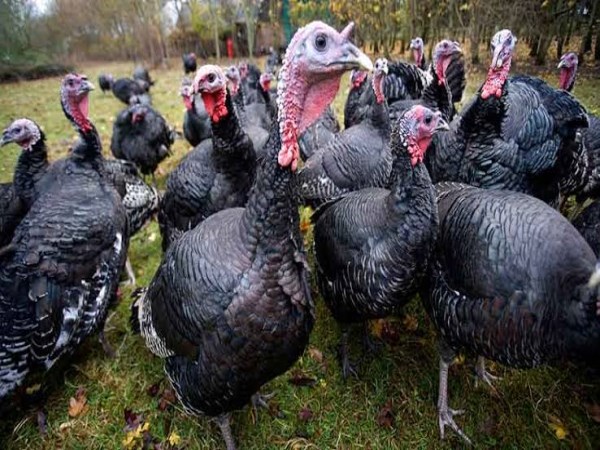 Open space turkeys grow method