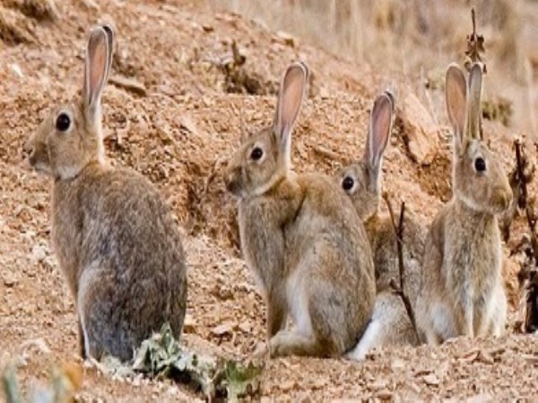 Do you know how many rabbits do you have?