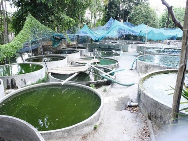 How many species are there in carp fish farming? Read this to read ...