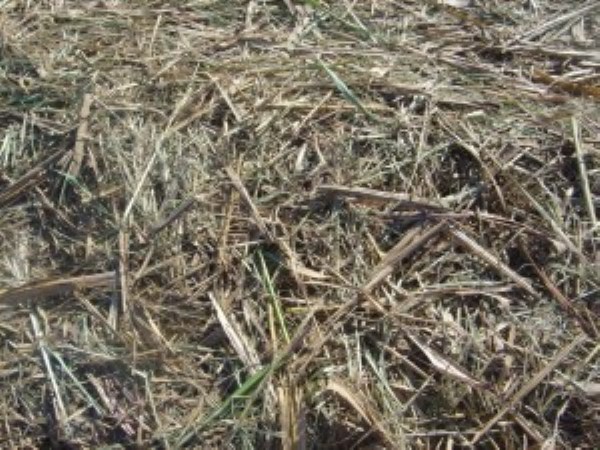 What level of sugarcane compost fertilizer will be given? Know this ...