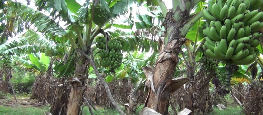 g 9-interceptor-banana-cultivation-will-certainly-make