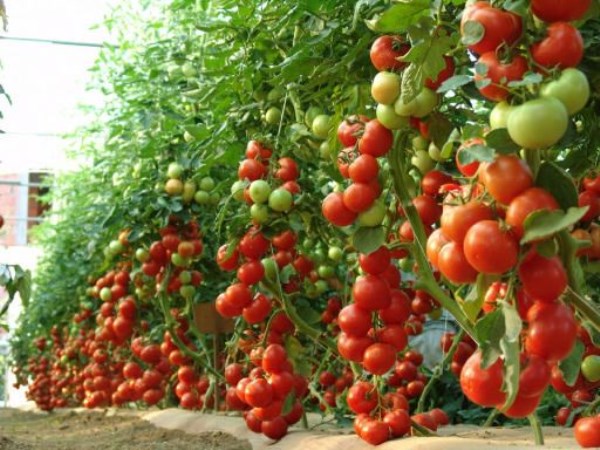 Follow these modern technologies to get high yields in tomato cultivation ...