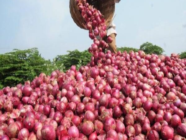 In this case onion cultivation can be obtained in 90 days yield of 18 tons ...