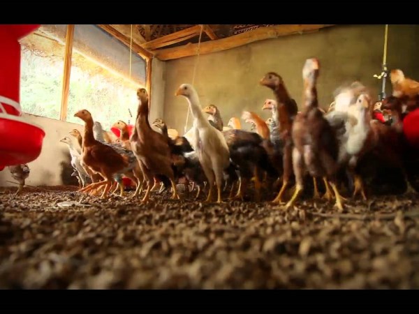 This characteristic benefits can be found in the quality of the countrys high quality chickens ...