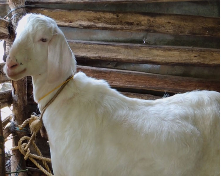 Girl awarded rs 2 5 crore compensation after officials auctioned pet goat California ckm