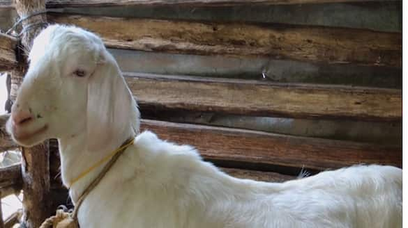 Girl awarded rs 2 5 crore compensation after officials auctioned pet goat California ckm