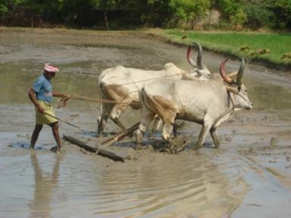 Here are four best strategies for improving soil fertility ....