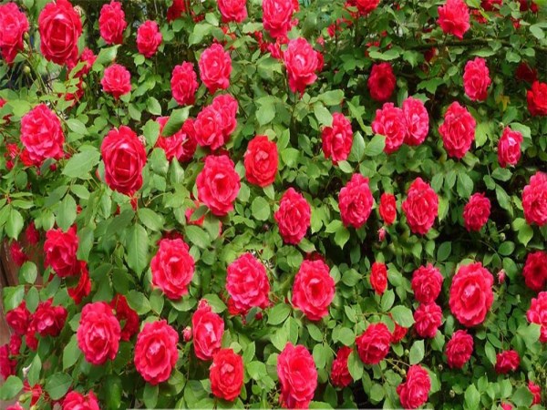 Want to see good growth in the rose plant? Here are tips ...