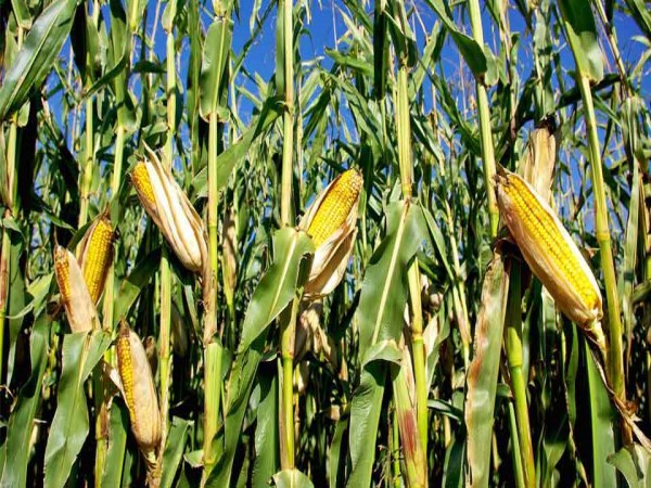 Here are some more disease pests that can attack maize and solutions