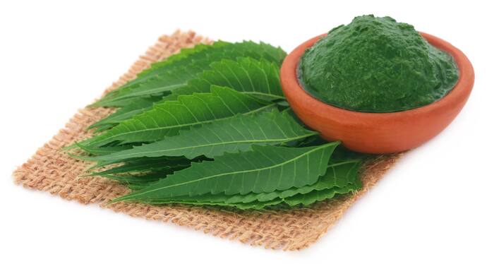 neem leaves