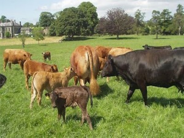 Production of green fodder and giving to livestock will reduce the cost of feeding ...