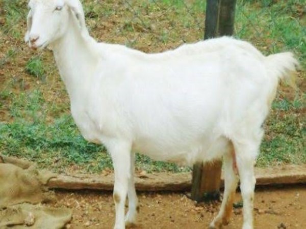 details of thalaichery goat