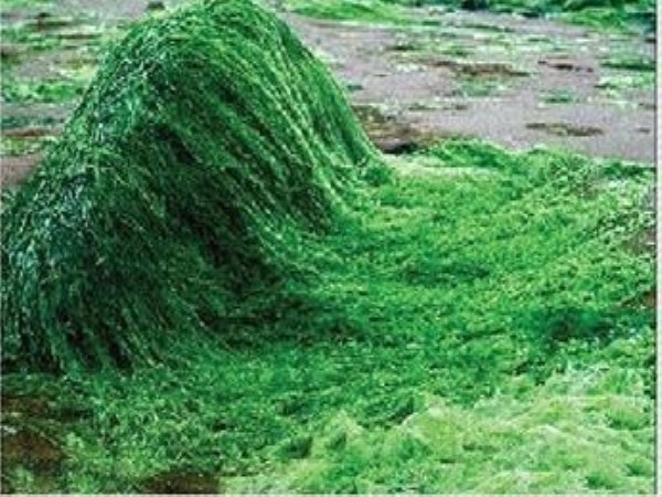 Information about natural blue blue moss and Azolla ...