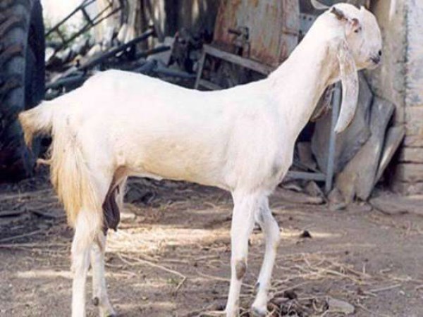 These overseas breeds are also very popular among the goats ...