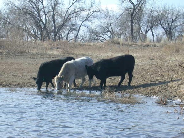 What is the effect of water loss for livestock?