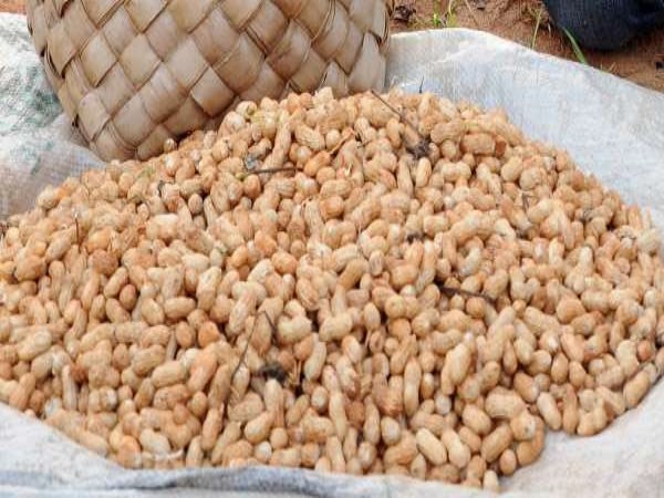 How to prepare a land for groundnut You can read this ...