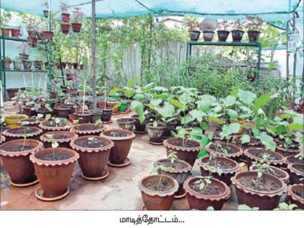 Prepare the seedlings to prepare the floor garden