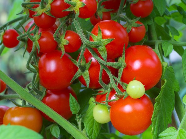 This is the reason for spraying the microorganisms during tomatoes ...