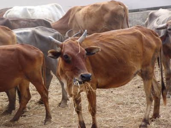 Diseases attack livestock and remedies